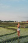 Mulher loira tirando fotos em um campo de arroz em Kajsa — Fotografia de Stock