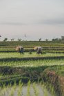 Двое рабочих, работающих на рисовом поле — стоковое фото