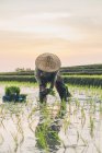 Un travailleur travaillant dans une rizière — Photo de stock
