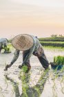 Dos trabajadores trabajando en un campo de arroz - foto de stock