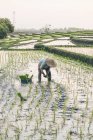 Рабочий, работающий на рисовом поле — стоковое фото