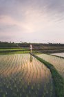 Blonde Frau steht in einem Reisfeld in Kajsa — Stockfoto