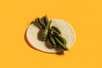 From above minimalistic still life composition with green cactus stems placed on round tortilla chip on yellow background — Stock Photo