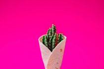 Tortilla enveloppe avec la plante de cactus — Photo de stock
