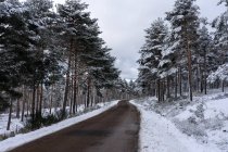 Straße in einem schneebedeckten Kiefernwald in Candelario, Salamanca, Kastilien und León, Spanien. — Stockfoto