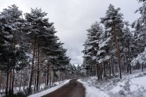 Estrada dentro de um pinhal coberto de neve em Candelario, Salamanca, Castilla y Leon, Espanha. — Fotografia de Stock