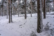 Pinhal coberto de neve em Candelario, Salamanca, Castilla y Leon, Espanha. — Fotografia de Stock