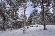Pineta ricoperta di neve a Candelario, Salamanca, Castilla y Leon, Spagna. — Foto stock