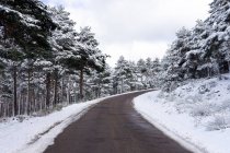 Estrada dentro de um pinhal coberto de neve em Candelario, Salamanca, Castilla y Leon, Espanha. — Fotografia de Stock