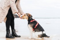 Побочный вид неузнаваемой женщины с поднятым пальцем обучающей послушной чистокровной собаке на песчаном побережье океана против гор — стоковое фото