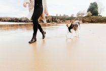 Cropped unrecognizable female strolling with purebred dog on sandy ocean coast against mounts — Stock Photo