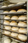 Massa de pão em forma redonda não cozida com sementes de cereais em cima em bandejas com papel manteiga — Fotografia de Stock