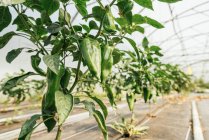 Pflanzen mit Paprika und welligem Laub an dünnen Stängeln, die in Reihe im Gewächshaus wachsen — Stockfoto