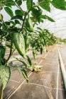 Pflanzen mit Paprika und welligem Laub an dünnen Stängeln, die in Reihe im Gewächshaus wachsen — Stockfoto