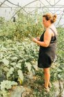 Vista lateral del regordete jardinero femenino navegando en la tableta de pie contra la plantación con hojas exuberantes en invernadero - foto de stock