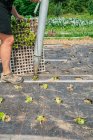 Vue latérale du jardinier anonyme avec des semis en récipient debout sur le matériau de couverture avec des plantes en croissance sur les terres agricoles — Photo de stock