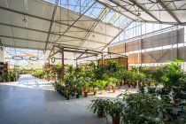 Просторный садовый центр с разнообразными горшечными растениями и цветущими цветами, освещенными солнечным светом — стоковое фото