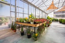 Spacieuse installation de centre de jardin avec des plantes en pot assorties et des fleurs en fleurs éclairées par la lumière du soleil — Photo de stock