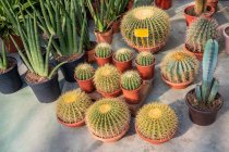 Зверху різноманітні кактуси, що ростуть у пластикових горщиках в сучасному садовому центрі — стокове фото