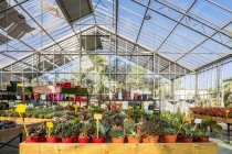 Ampia struttura del centro giardino con piante in vaso assortite e fiori fioriti illuminati dalla luce del sole — Foto stock