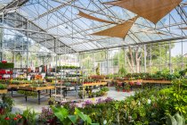 Amplia instalación de centro de jardín con una variedad de plantas en maceta y flores florecientes iluminadas por la luz del sol - foto de stock