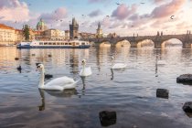 Flock of graceful swans floating on calm surface of river in old city under sunset sky — Stock Photo