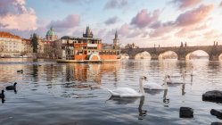 Rebanho de cisnes graciosos flutuando na superfície calma do rio na cidade velha sob o céu por do sol — Fotografia de Stock
