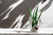 Зеленые листья алоэ вера помещены в стеклянную банку с ракушками на столе на белом фоне — стоковое фото