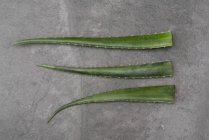 From above of green aloe vera leaves placed in row on gray table in studio — Stock Photo