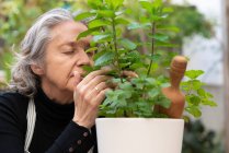 Sereno giardiniere donna anziana godendo rinfrescante profumo di foglie di menta mentre seduto sulla sedia in giardino — Foto stock