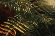 Зеленые листья папоротника растут в тени в лесу в солнечный день — стоковое фото