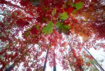 De baixo de carvalho alto com folhas coloridas crescendo em madeiras no outono — Fotografia de Stock