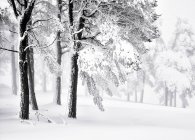 Cenário incrível de árvore em bosques nevados durante o dia no inverno — Fotografia de Stock