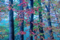 Pintoresco paisaje de madera otoñal con coloridos árboles de follaje durante la temporada de otoño - foto de stock