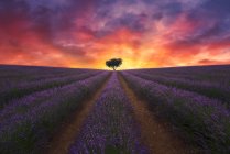 Величественный пейзаж одинокого дерева, растущего в поле с цветущими цветами лаванды на фоне красочного закатного неба — стоковое фото