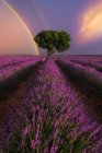 Paysage majestueux de fleurs de lavande en fleurs et d'arbres verts poussant dans les champs sous l'arc-en-ciel au coucher du soleil — Photo de stock