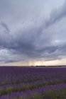 Спектакльный вид рядов кукурузного лавандового поля под грозовым небом летом — стоковое фото