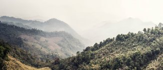Величественный вид на лес с зелеными деревьями в горах в туманный день в Лаосе — стоковое фото