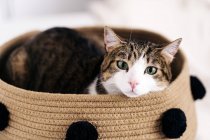Чарівний кіт з уважним поглядом, дивлячись вгору, лежачи в кошику в кімнаті легкого будинку — стокове фото