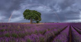 Majestätische Landschaft aus blühenden Lavendelblüten und grünem Baum, der im Feld unter Regenbogen am bewölkten Himmel wächst — Stockfoto