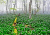 Мальовничий вид на пишний луг з квітучими фіолетовими квітками крупи, що ростуть у лісі навесні в туманний день — стокове фото
