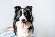 Portrait of a black and white border collie dog sitting on the bed looking at camera in the bedroom — Stock Photo