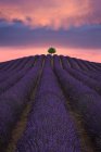 Majestätische Landschaft von einsamen Baum wächst im Feld mit blühenden Lavendelblüten auf dem Hintergrund des bunten Sonnenuntergangs Himmel — Stockfoto
