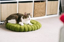 Adorable cat with brown and white fur lying on pile of assorted rugs while looking away in house — Stock Photo