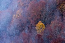 Живописный вид с воздуха на лиственные леса с красочными деревьями, растущими на склоне осенью — стоковое фото