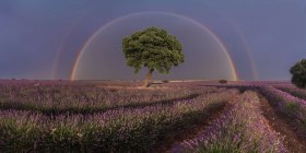 Majestuoso paisaje de flores de lavanda en flor y árbol verde creciendo en el campo bajo el arco iris en el cielo nublado - foto de stock