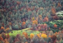 Drone vista del pittoresco scenario di alberi con fogliame colorato che cresce nella foresta in autunno — Foto stock