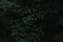 Fondo de marco completo de hojas verdes de árboles que crecen en bosque oscuro durante el día - foto de stock