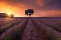 Величественный пейзаж одинокого дерева, растущего в поле с цветущими цветами лаванды на фоне красочного закатного неба — стоковое фото
