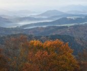 Vue par drone de paysages pittoresques d'arbres au feuillage coloré poussant en forêt à l'automne — Photo de stock